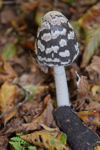 Magpie Inkcap