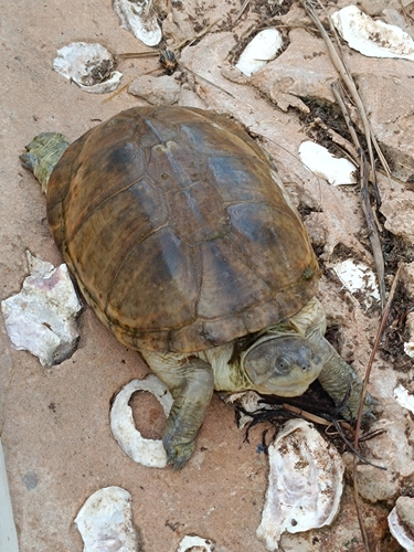 Helmeted Turtle