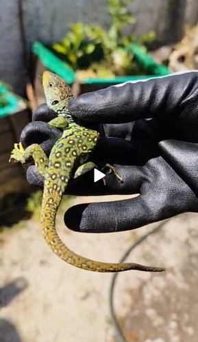 Avistamiento Lagarto ocelado (fardacho)