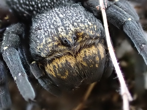 Eresus sedilloti