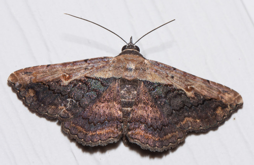 Pale-edged Selenisa