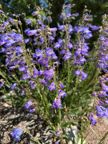 Penstemon inflatus