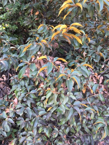 Golden chinquapin