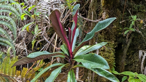 Panaluu Mountain rollandia (Cyanea purpurellifolia)