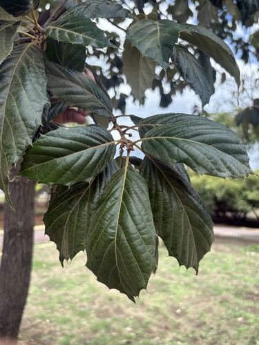 Quercus calophylla