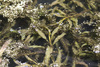 Broad-Leaved Pondweed - Photo (c) mjcorreia, all rights reserved, uploaded by mjcorreia
