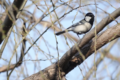 Asian Tit