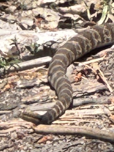 iNaturalist observation photo of Northern Pacific Rattlesnake