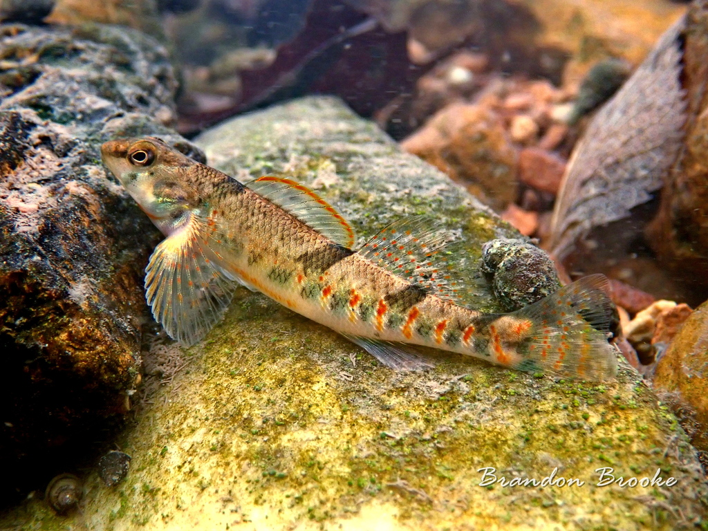 Missouri Saddled Darter from Pulaski County, MO, USA on September 21 ...