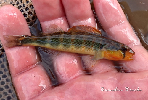 Gilt Darter