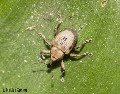 Neochetina bruchi Hustache, 1926