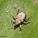 Chevroned Waterhyacinth Weevil - Photo (c) MaLisa Spring, all rights reserved, uploaded by MaLisa Spring