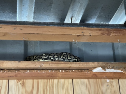 Coastal Carpet Python sighting