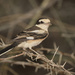 Masked Shrike - Photo (c) Suheil Unneen, all rights reserved, uploaded by Suheil Unneen