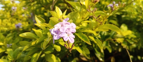 Skyflower