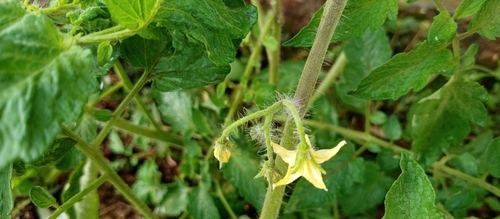 tomato