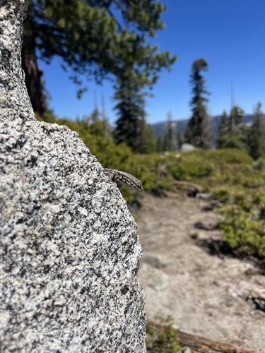 iNaturalist observation photo of Common Sagebrush Lizard