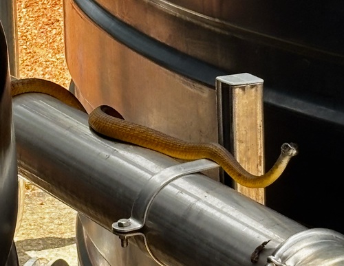 Common Tree Snake sighting