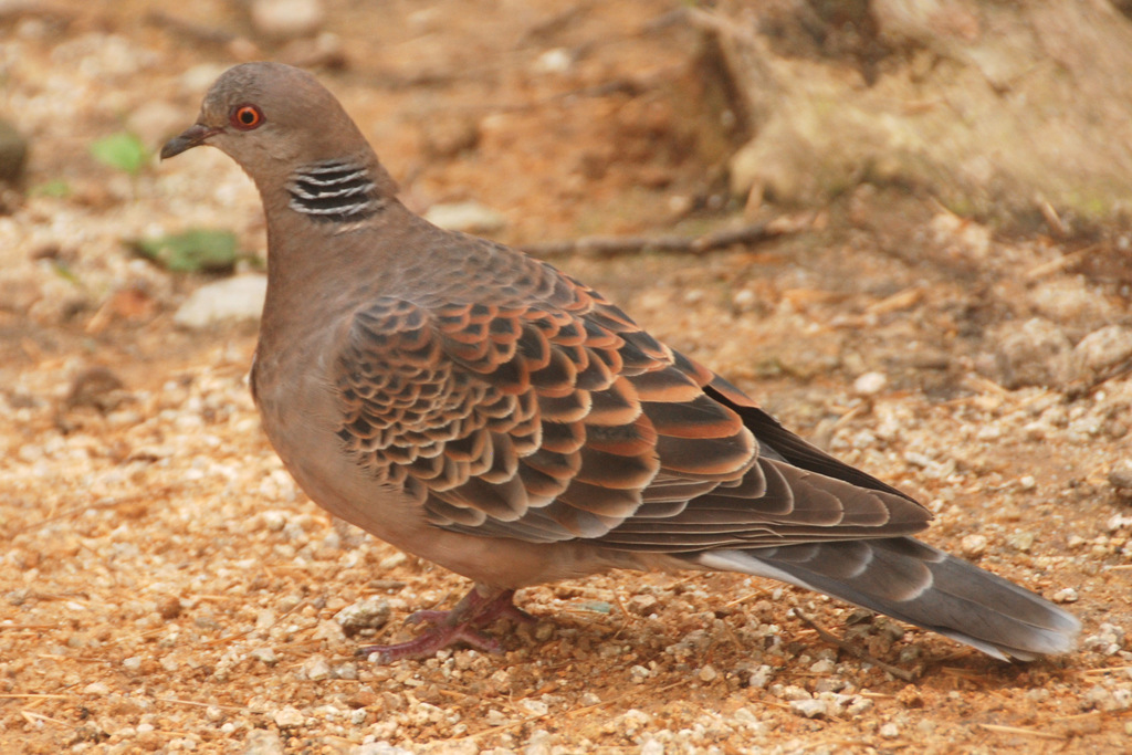 Oriental Turtle Dove from Seoul, Seoul, South Korea on August 07, 2013 ...