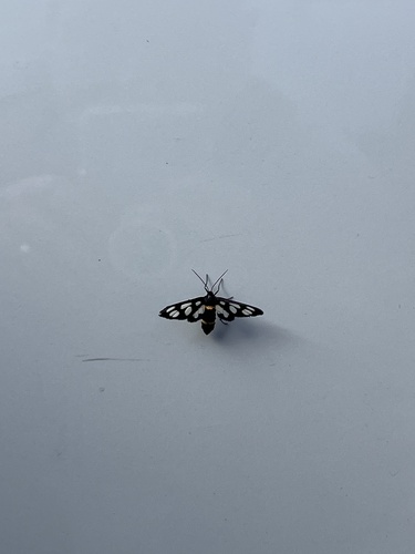 Japanese Nine-spotted Moth