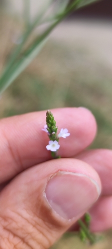 Common vervain