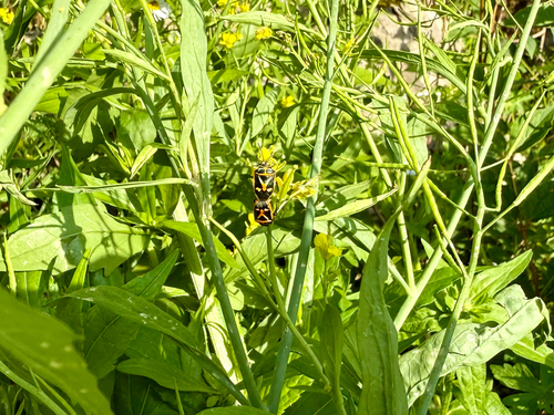 Eurydema gebleri