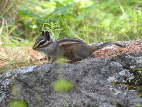 Durango Chipmunk