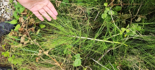 great horsetail