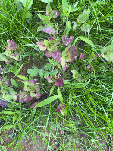 Nepal Persicaria