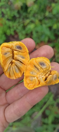 wild custard-apple