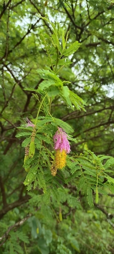 aroma