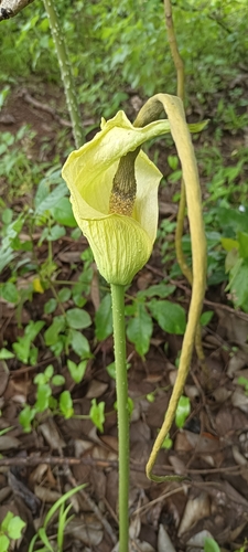 Amorphophallus baumannii