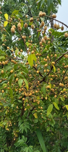 Opilia amentacea