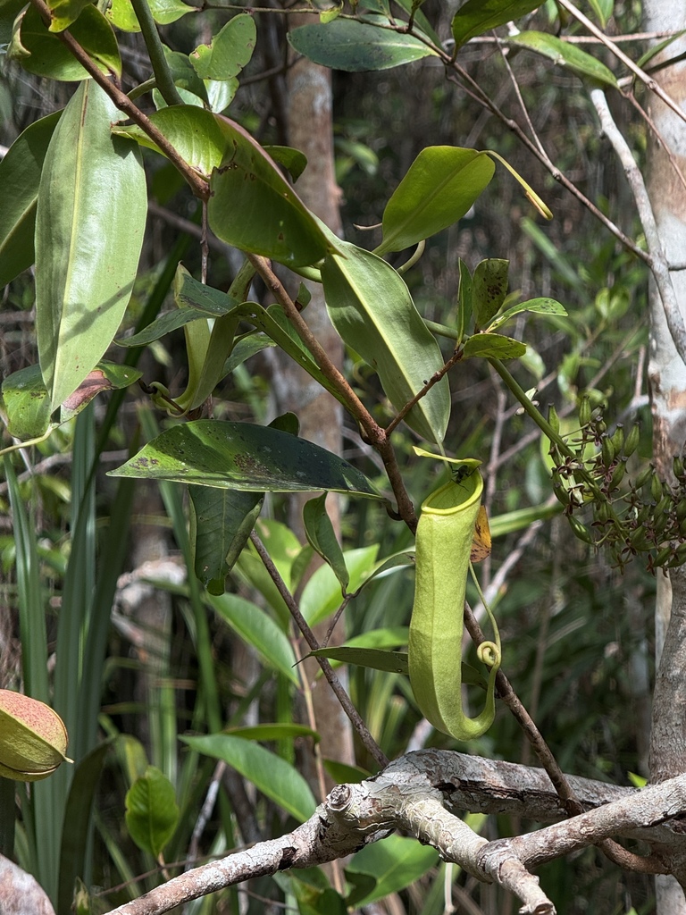 Nepenthes