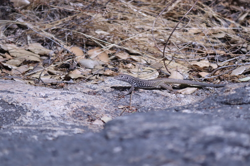 iNaturalist observation photo of Western Whiptail