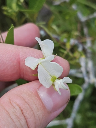 Galactia elliottii