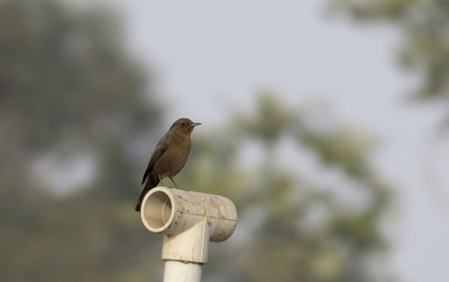Brown Rock Chat