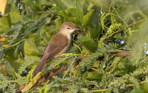 Clamorous Reed Warbler