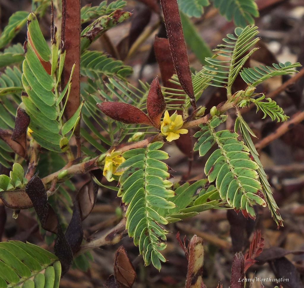 Chamaecrista pumila (Chamaecrista pumila)