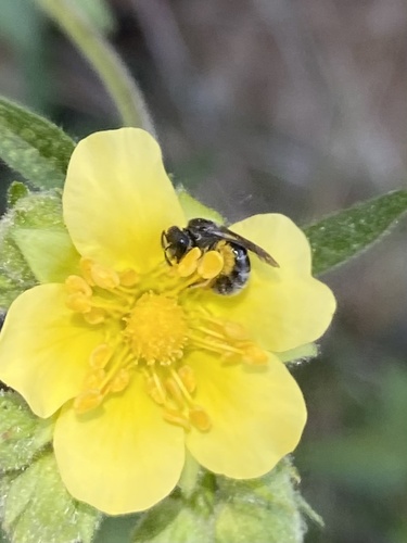iNaturalist observation photo of Lasioglossum