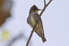 Olive-sided Flycatcher - Photo (c) BJ Stacey, all rights reserved