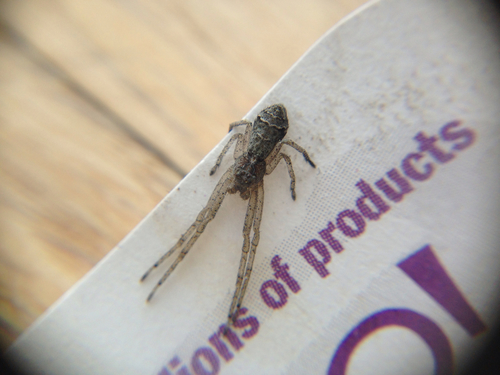 Tuberculated Crab Spider
