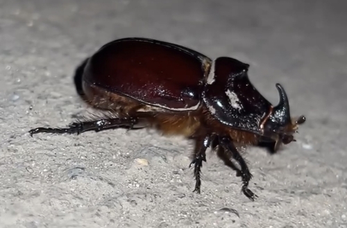 European Rhinoceros Beetle