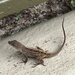 Cuban Brown Anole - Photo (c) Bill Parker, all rights reserved, uploaded by Bill Parker
