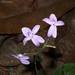 Pseuderanthemum crenulatum - Photo (c) Leonard Worthington, todos los derechos reservados, subido por Leonard Worthington