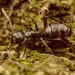 St Lucia Sugar Ant - Photo (c) Philip Herbst, all rights reserved, uploaded by Philip Herbst