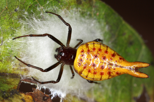 Micrathena furcula