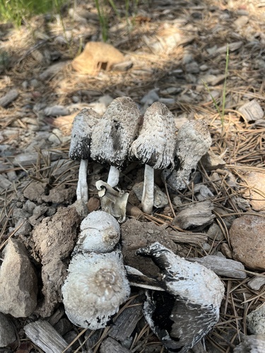 iNaturalist observation photo of Shaggy Mane
