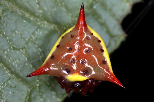 Phoroncidia gira