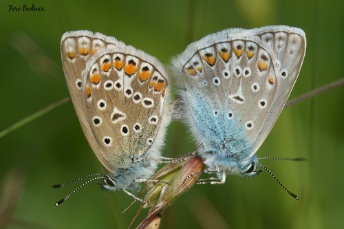 Polyommatus icarus